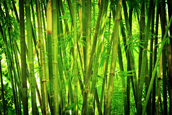 Fun Facts: Bamboo - Fact Bud