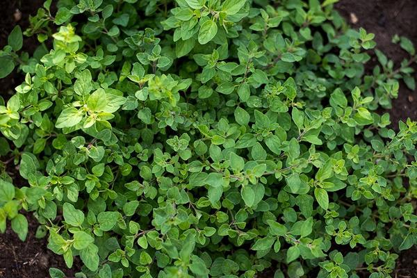 Amazing Facts: Oregano - Fact Bud