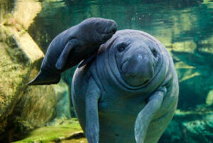 Interesting Facts About Manatees - Fact Bud