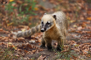 Facts about Ring-Tailed Coati - Fact Bud