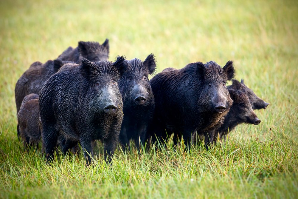 Interesting Facts about Wild Boars - Fact Bud