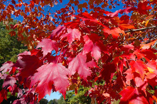 Red Maple Tree Facts - Fact Bud