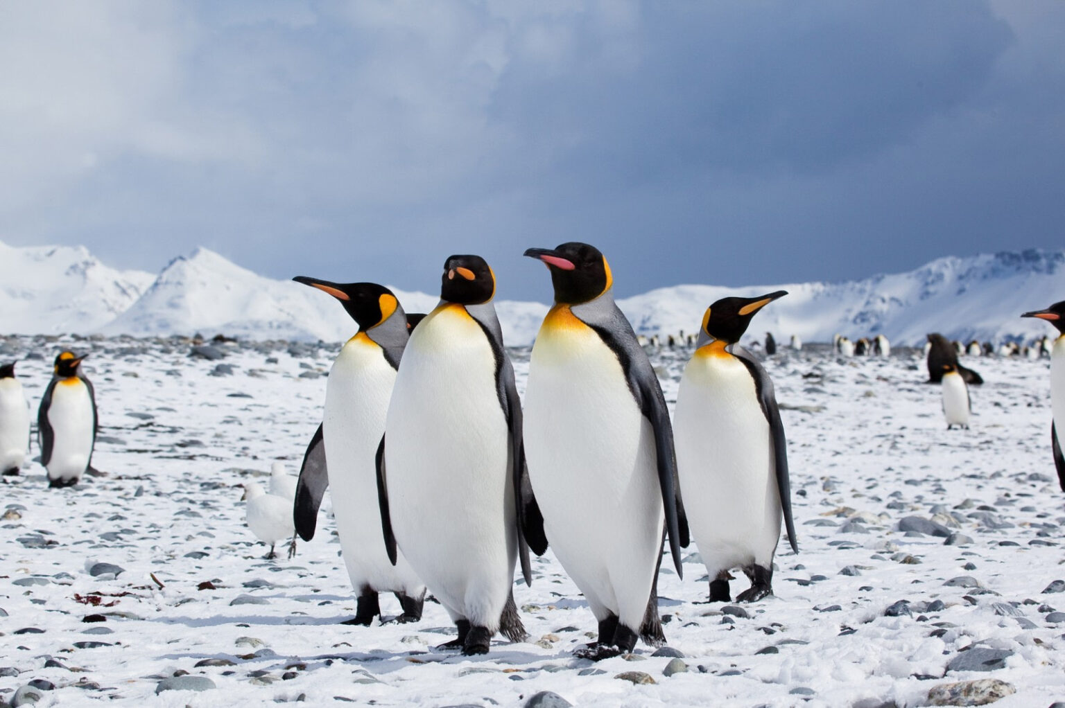 interesting-facts-about-king-penguins-fact-bud