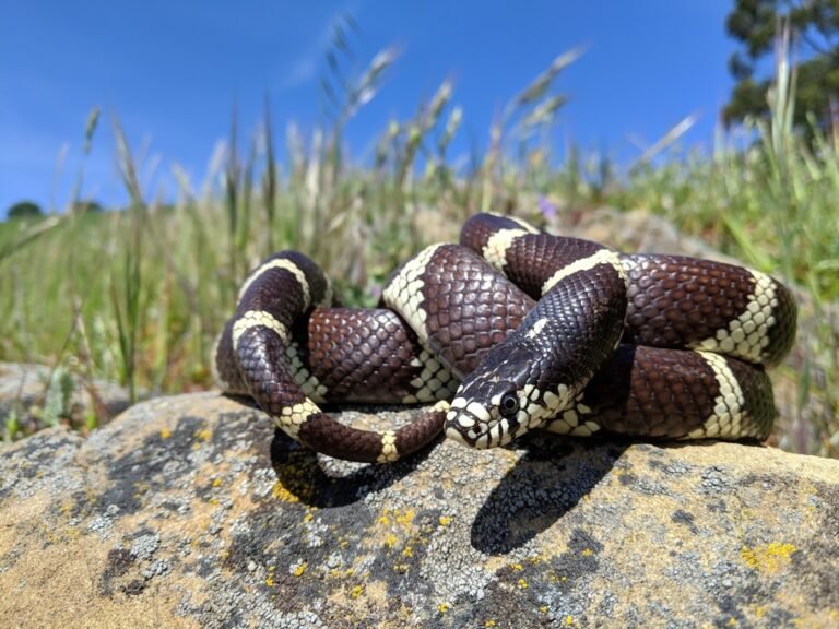 Interesting Facts About California King Snakes - Fact Bud