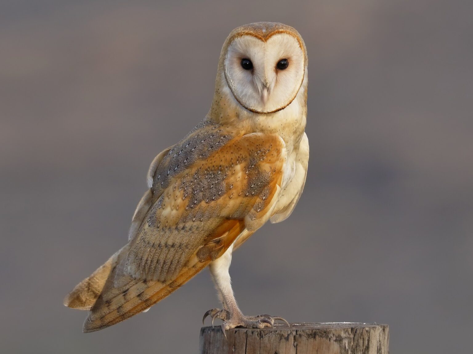 Interesting Facts About The Barn Owl Fact Bud