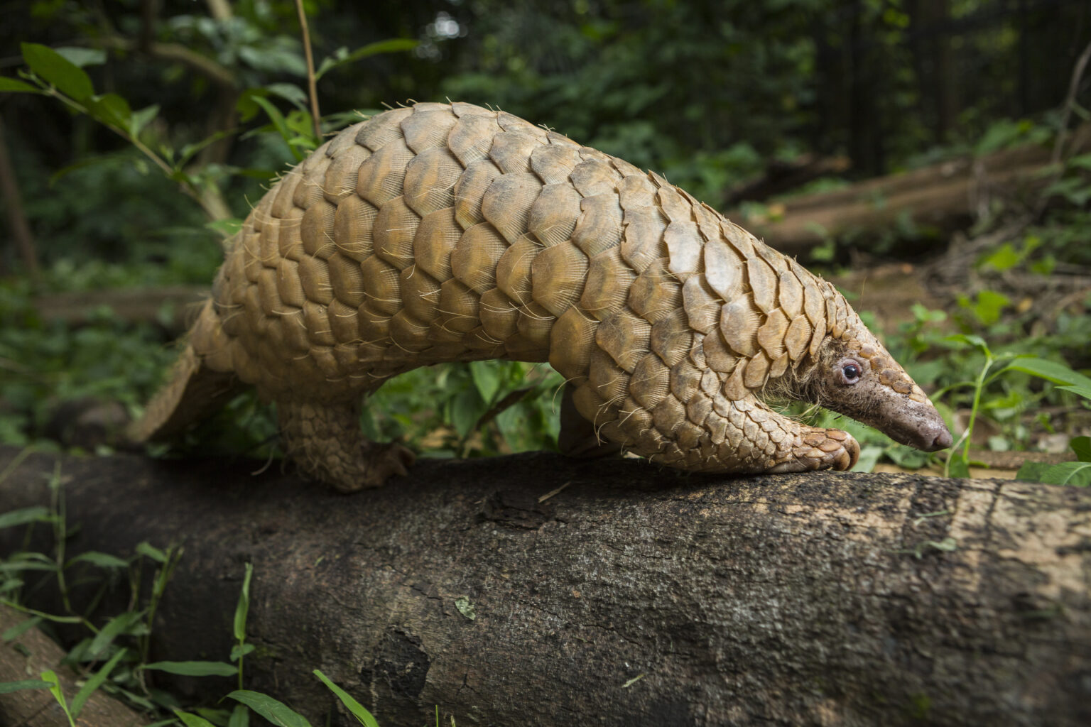 Interesting Facts about Sunda Pangolin - Fact Bud