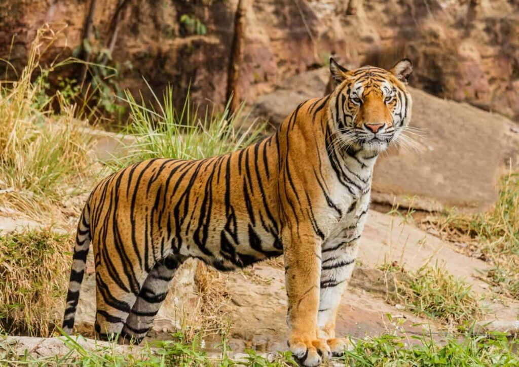 FACTS ABOUT BENGAL TIGERS FOR KIDS visual data 2