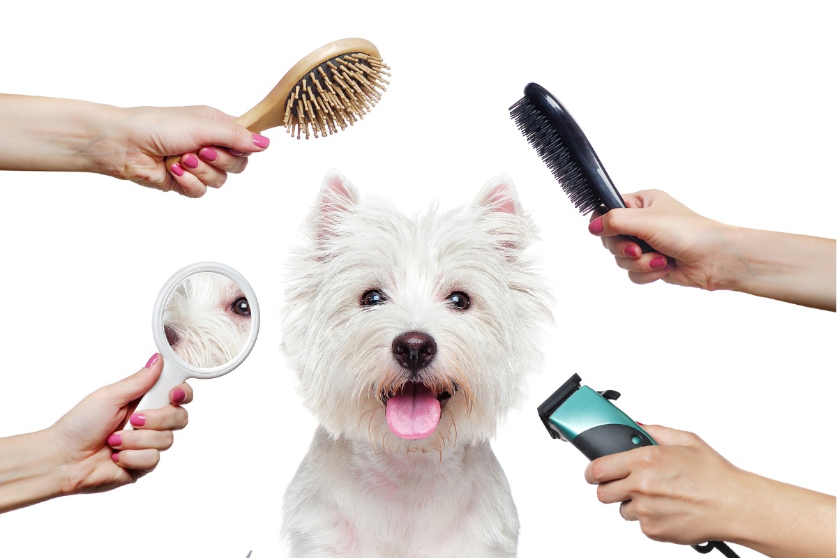 Interesting Facts about Pet Grooming - Fact Bud