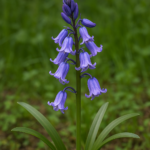 Hyacinthoides