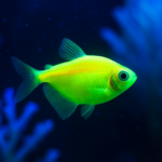 Electric Green GloFish Tetra