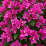Bougainvillea