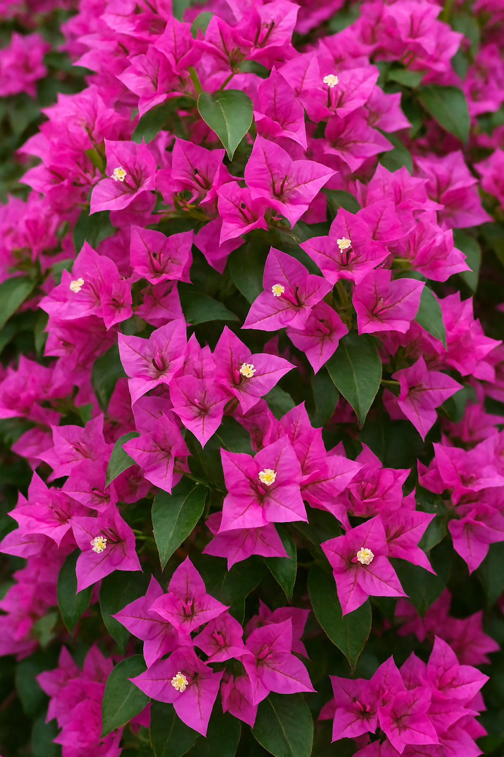 Bougainvillea