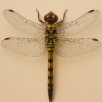 Dragonfly top view