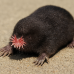 Star‑Nosed Mole