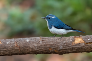 Ultramarine Flycatcher